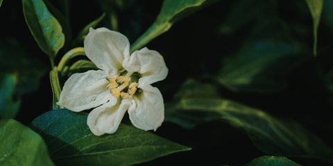 The Power of Flora