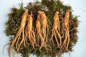 Siberian Ginseng
