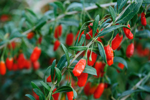 Goji Berry